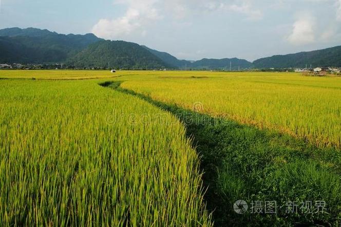 稻田草地变草皮 一种高效利用与生态转型的种植模式