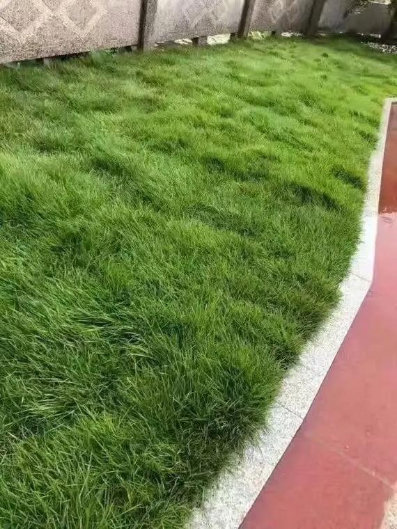 宿州矮生草坪种子生产基地 打造绿色生态，从护坡到复绿的全面解决方案