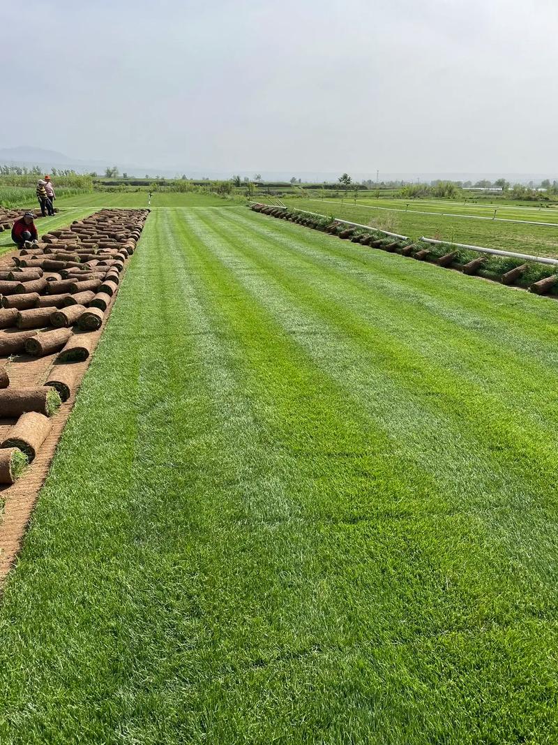 山西翼城草坪基地4月24日打卡实录 草皮种植的绿色增收经