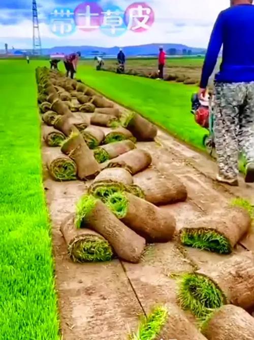 草坪草皮种植有诀窍——绿化工程必看的实用养护技巧
