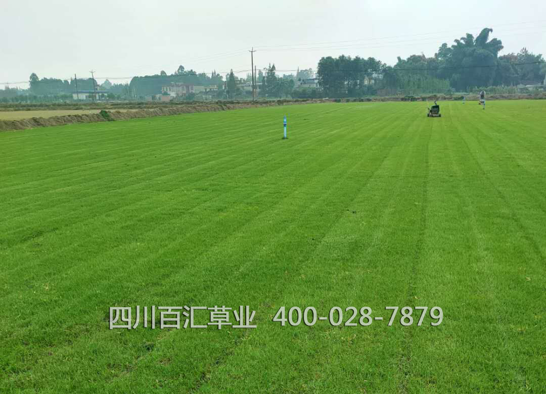 成都混播草草种价格草坪除草剂的科学使用高速护坡混播草种天府机场用草种 -四川百汇草业